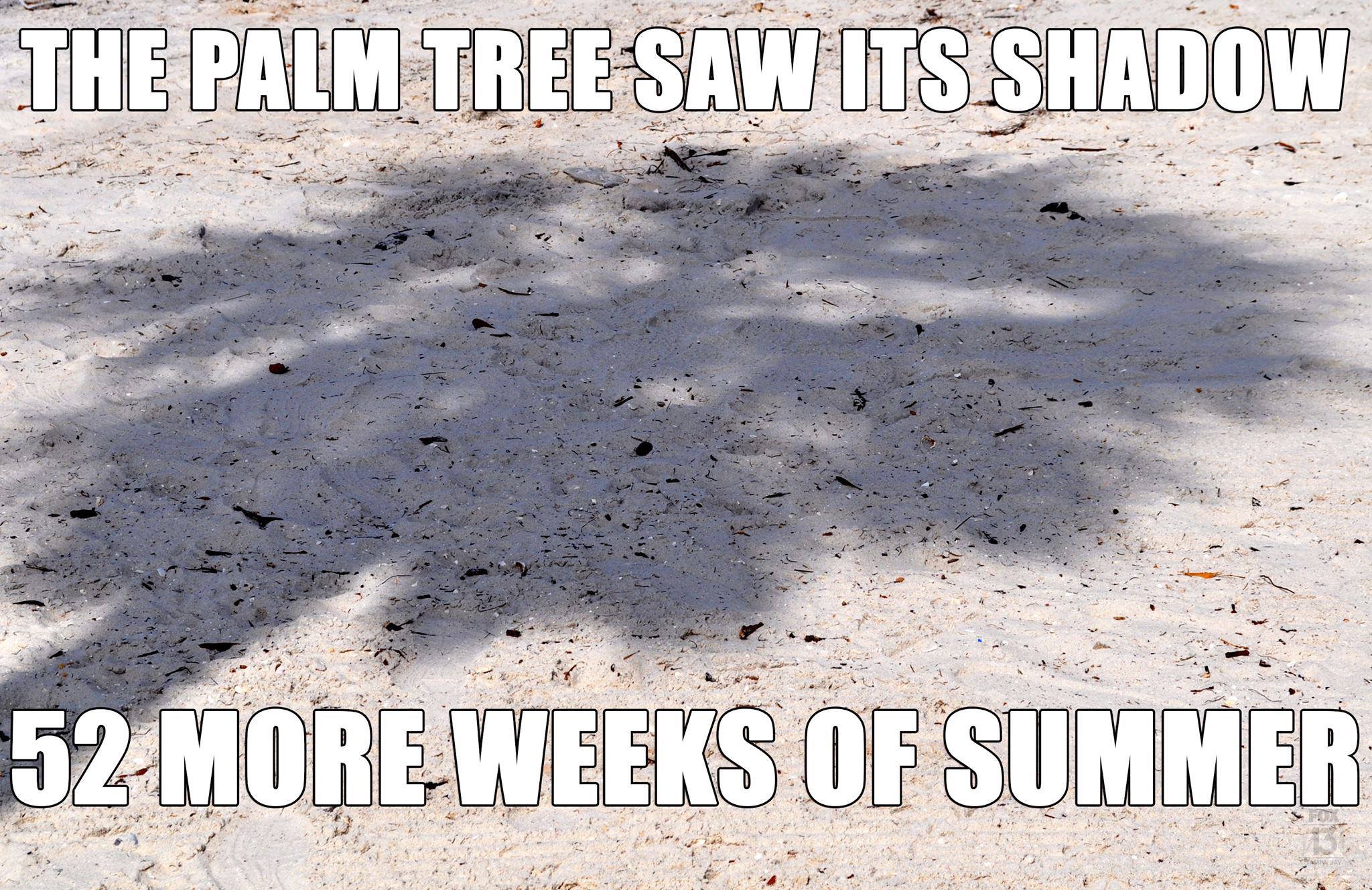 A palm tree saw its shadow. 52 more weeks of summer.